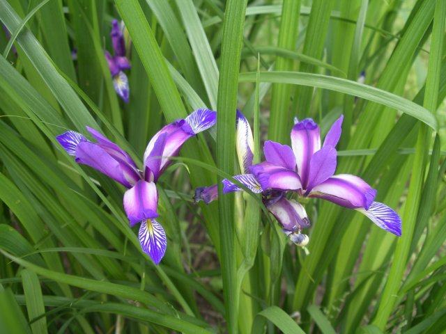 iris graminea